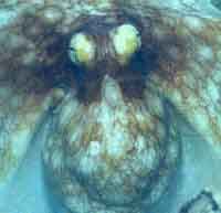 fig3-09b-octopusTN.jpg Giant Pacific Octopus Eye 200x193