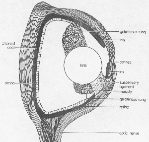 fig3-24TN.gif Cross Section of a Typical Shark Eye 300x286