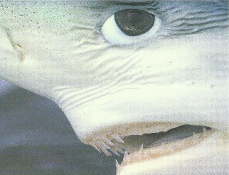 Figure 3.26 Blue Shark Eye (P. 323, Readers Digest, Exploring the Secrets o...