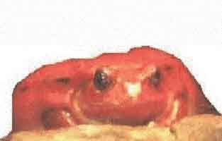 fig3-29-old-red-eye-TN.jpg Red Frog Eyes 175x129