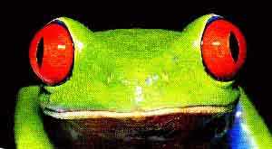 fig3-29bTN.jpg Red Frog Eyes 165x91