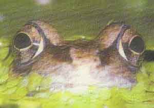 fig3-30TN.jpg Common Frog Eyes 300x211