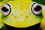 fig3-30c-polka-dot-tree-TN.jpg Polka Dot Tree Frog Eyes 300x211
