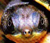 fig3-36b-snapping-TN.jpg New Guinea Snapping Turtle Eyes 175x149