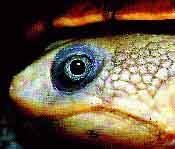 fig3-36c-snakeneck-TN.jpg Reimann's Snakeneck Turtle Eyes 200x176