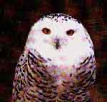 fig3-40bTN.jpg Owl Eyes 150x143