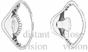 fig3-41TN.gif Optical Cross section of Owl Eyes to illustrate capability to Focus 300x178