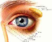 fig3-44aTN.jpg Diagram of Human Eye 200x163