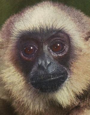 fig3-51monkey2TN.jpg Monkey with smaller eyes 300x385