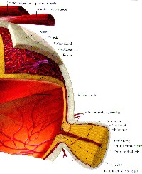 fig3-57cTN.jpg Human Eye Diagram 200x344