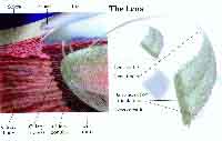 fig3-59aTN.jpg Human Retina diagram 200x127