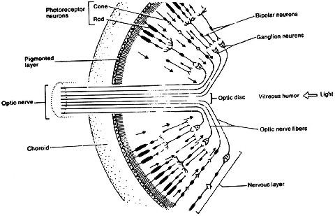 fig3-59bTN.jpg Human Retina diagram 200x129