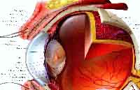 fig6-1bTN.jpg Diagram of Typical Eye for a Biological Vision System 200x129
