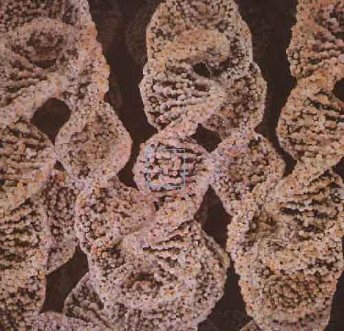 A-page-14.jpg Double Helix DNA