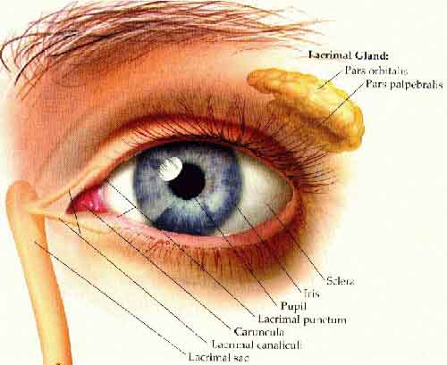 Sensitive Human Eye -- A-page-17.jpg