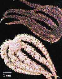 Brittle Star -  
day and night -- A-page-29a.jpg