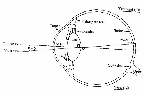 Human Eye Diagram 333X500 -- A-page-43.jpg