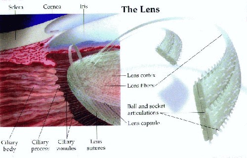 Eye Lens Construction - Human  
Retina diagram -- A-page-44.jpg