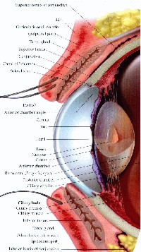 Human Eye sections -- A-page-47.jpg