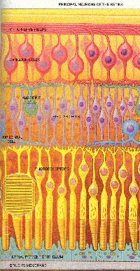 Levels of Sensor Cells in the Retina -- A-page-48c.jpg