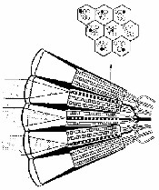 Neural Superposition Eye Diagram -- A-page-51a.jpg