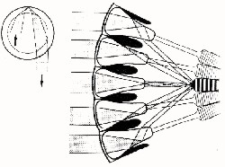 Parabolic Superposition Compound-Eye  -- A-page-51b.jpg