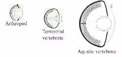 Camera Type Optical Design variations -- A-page-51d.jpg