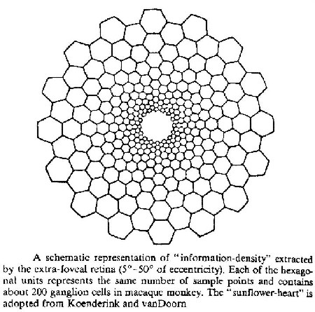 Diagram showing  
concentration of information  
near the center of the eye -- A-page-52.jpg